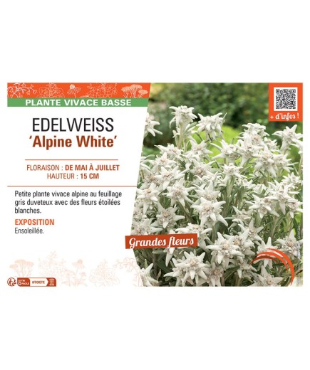 EDELWEISS ALPINE WHITE