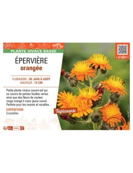 EPERVIERE ORANGEE