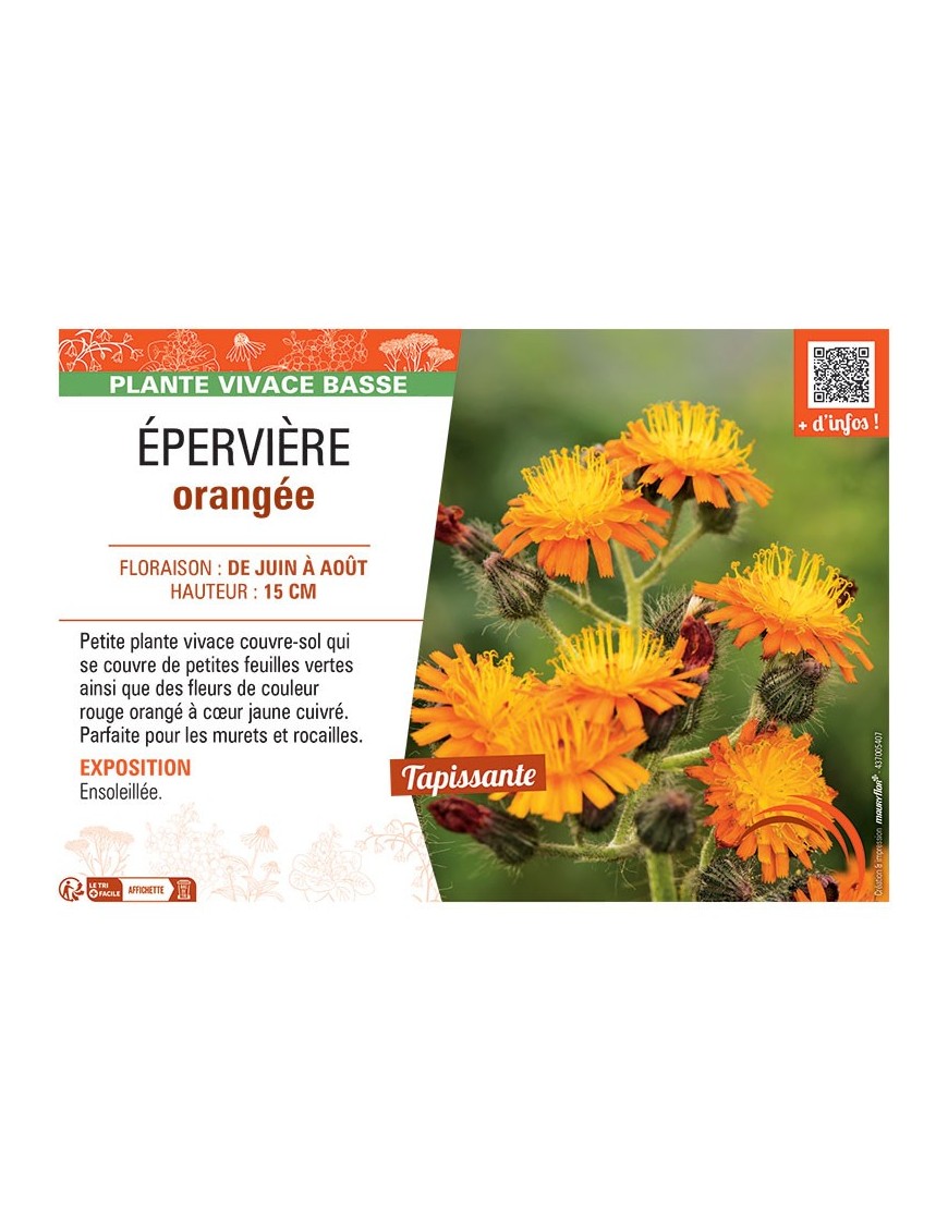EPERVIERE ORANGEE