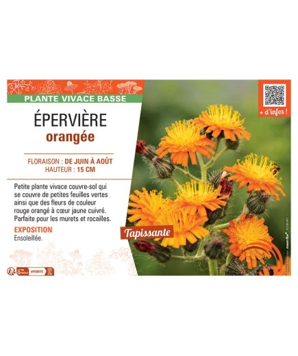 EPERVIERE ORANGEE