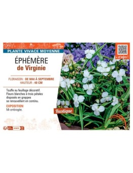 EPHEMERE DE VIRGINIE (blanc)