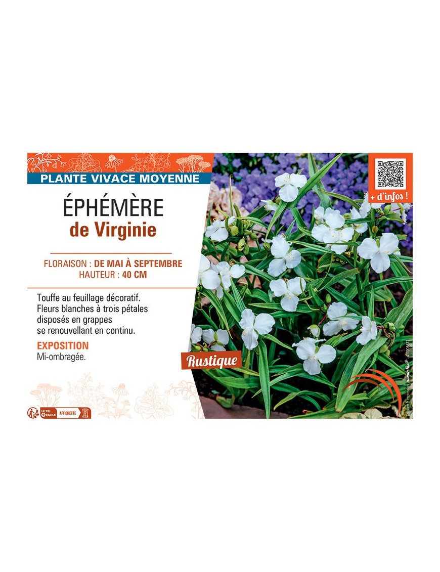 EPHEMERE DE VIRGINIE (blanc)