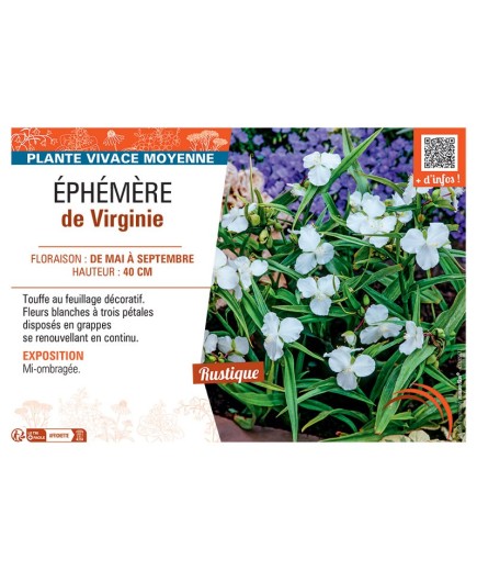 EPHEMERE DE VIRGINIE (blanc)