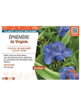 EPHEMERE DE VIRGINIE (bleue)