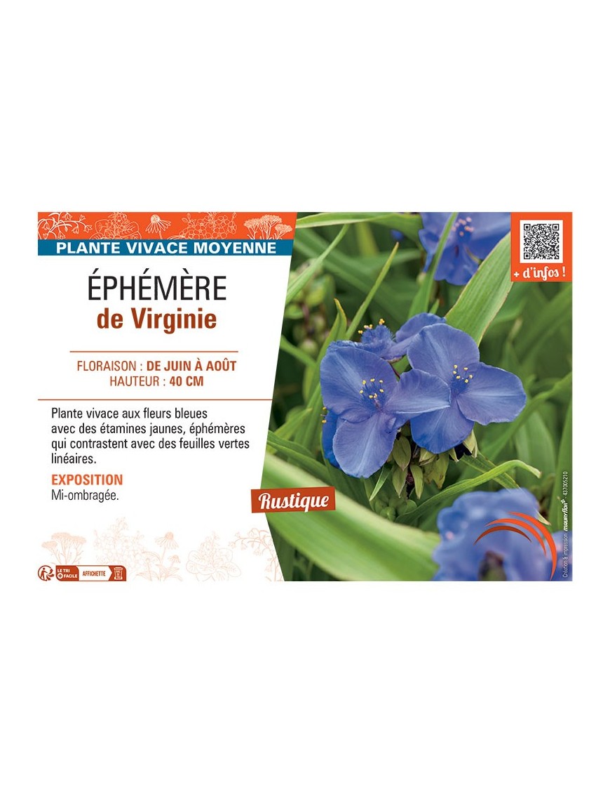 EPHEMERE DE VIRGINIE (bleue)