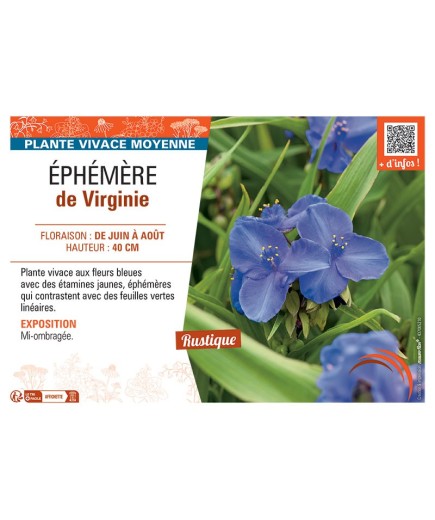 EPHEMERE DE VIRGINIE (bleue)