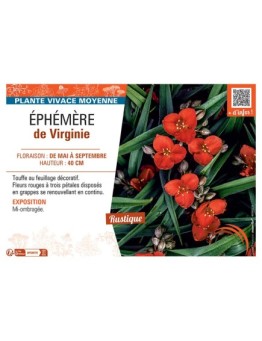EPHEMERE DE VIRGINIE (rouge)