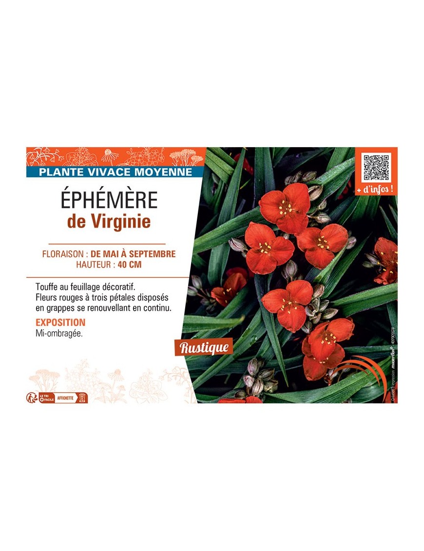 EPHEMERE DE VIRGINIE (rouge)