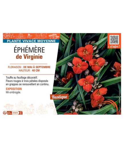 EPHEMERE DE VIRGINIE (rouge)