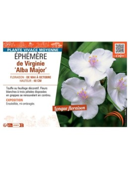 EPHEMERE DE VIRGINIE ALBA MAJOR