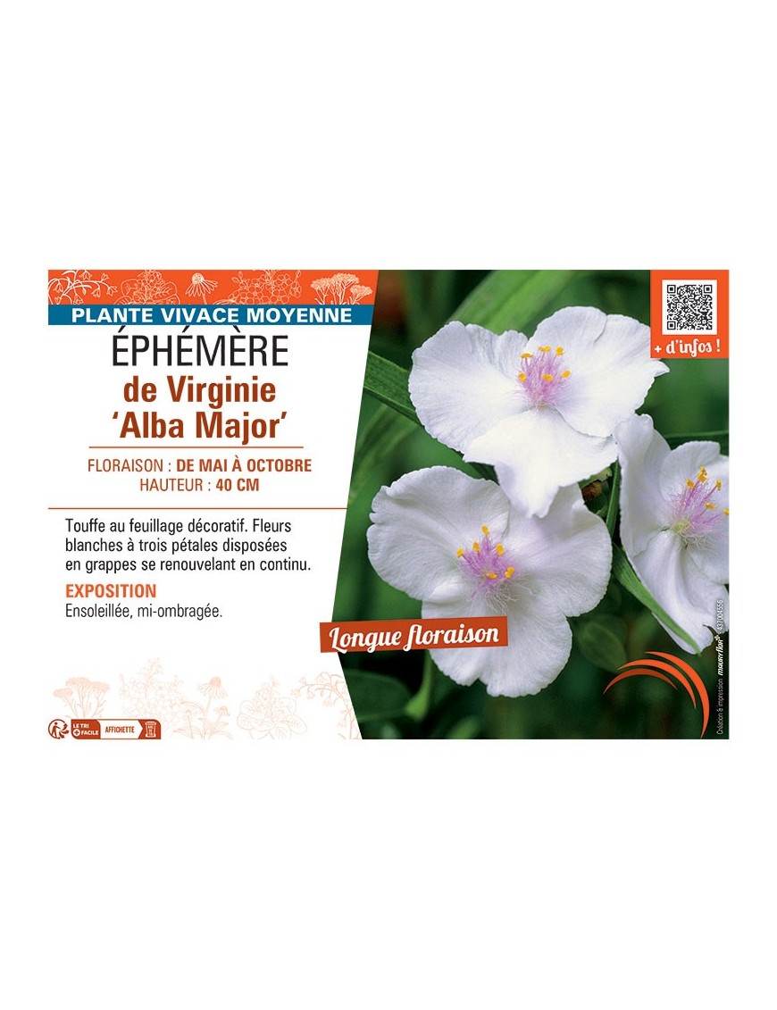 EPHEMERE DE VIRGINIE ALBA MAJOR