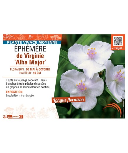 EPHEMERE DE VIRGINIE ALBA MAJOR