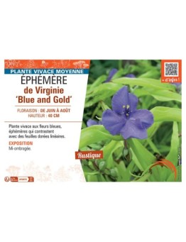 EPHEMERE DE VIRGINIE BLUE AND GOLD
