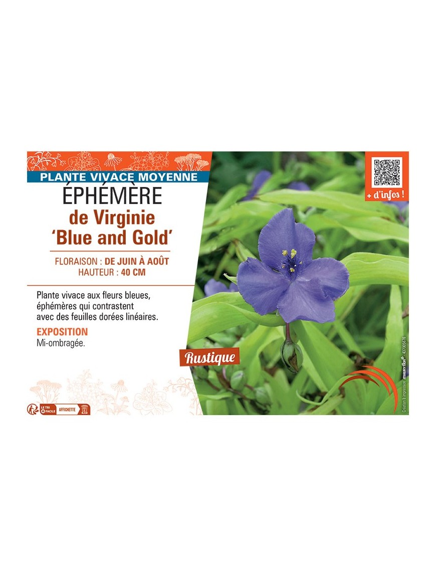 EPHEMERE DE VIRGINIE BLUE AND GOLD