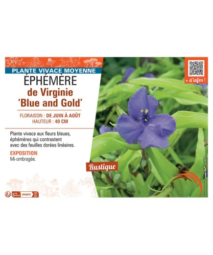 EPHEMERE DE VIRGINIE BLUE AND GOLD