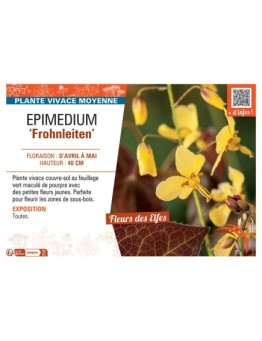 EPIMEDIUM FROHNLEITEN