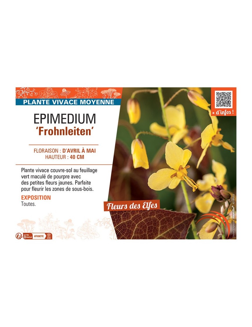 EPIMEDIUM FROHNLEITEN