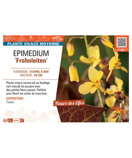 EPIMEDIUM FROHNLEITEN