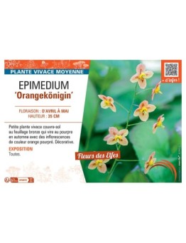 EPIMEDIUM ORANGEKÖNIGIN