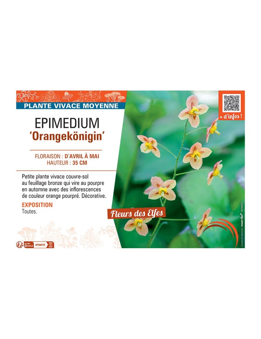 EPIMEDIUM ORANGEKÖNIGIN
