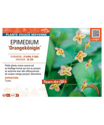 EPIMEDIUM ORANGEKÖNIGIN