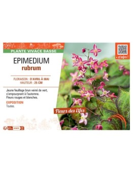 EPIMEDIUM RUBRUM