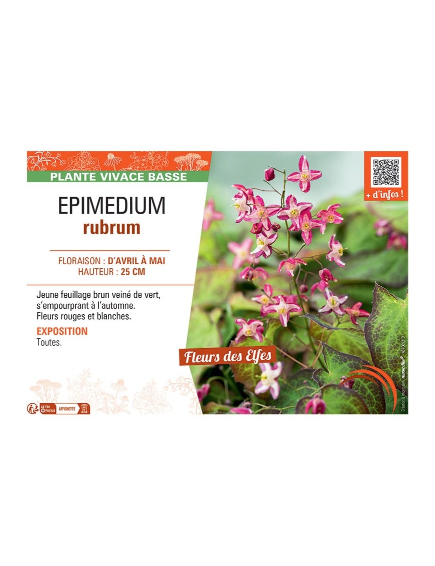 EPIMEDIUM RUBRUM