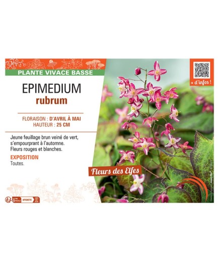 EPIMEDIUM RUBRUM