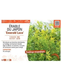 ERABLE DU JAPON EMERALD LACE