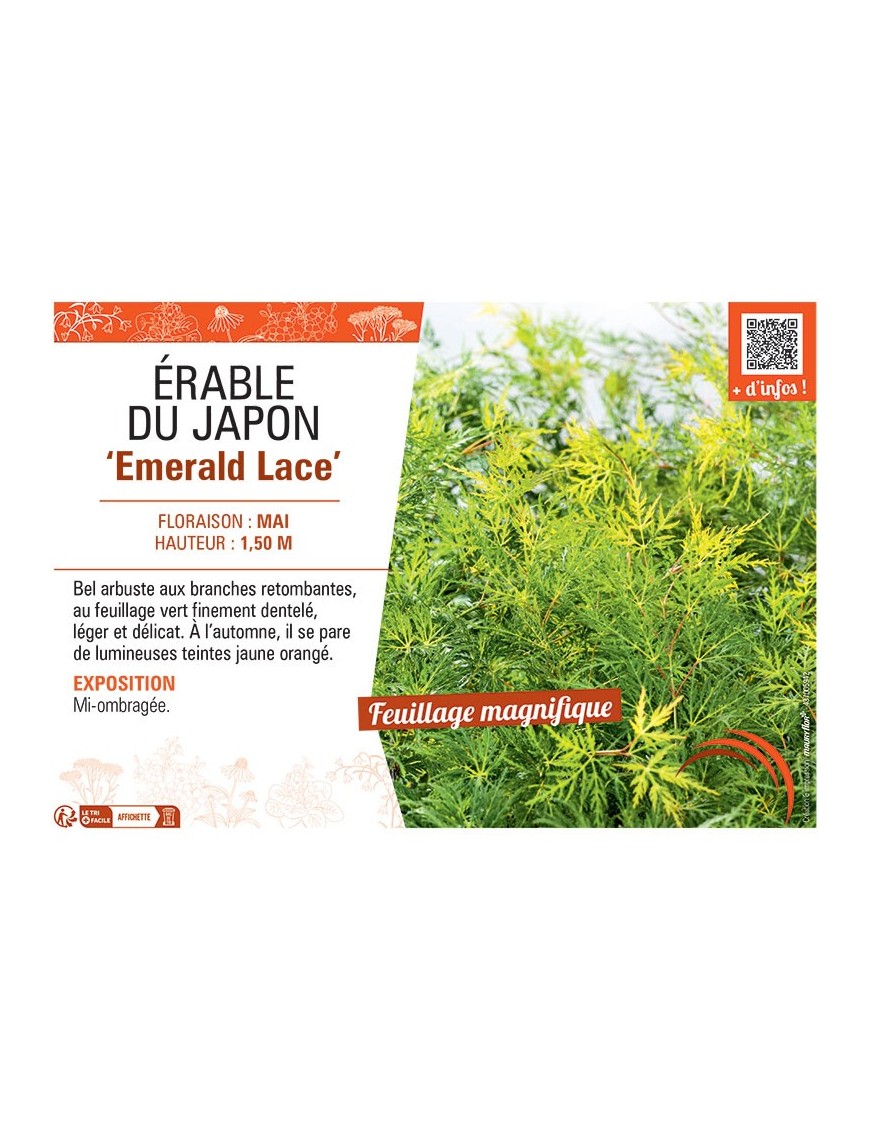 ERABLE DU JAPON EMERALD LACE