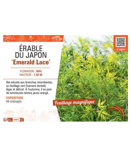 ERABLE DU JAPON EMERALD LACE