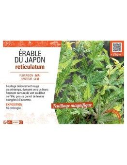 ERABLE DU JAPON RETICULATUM