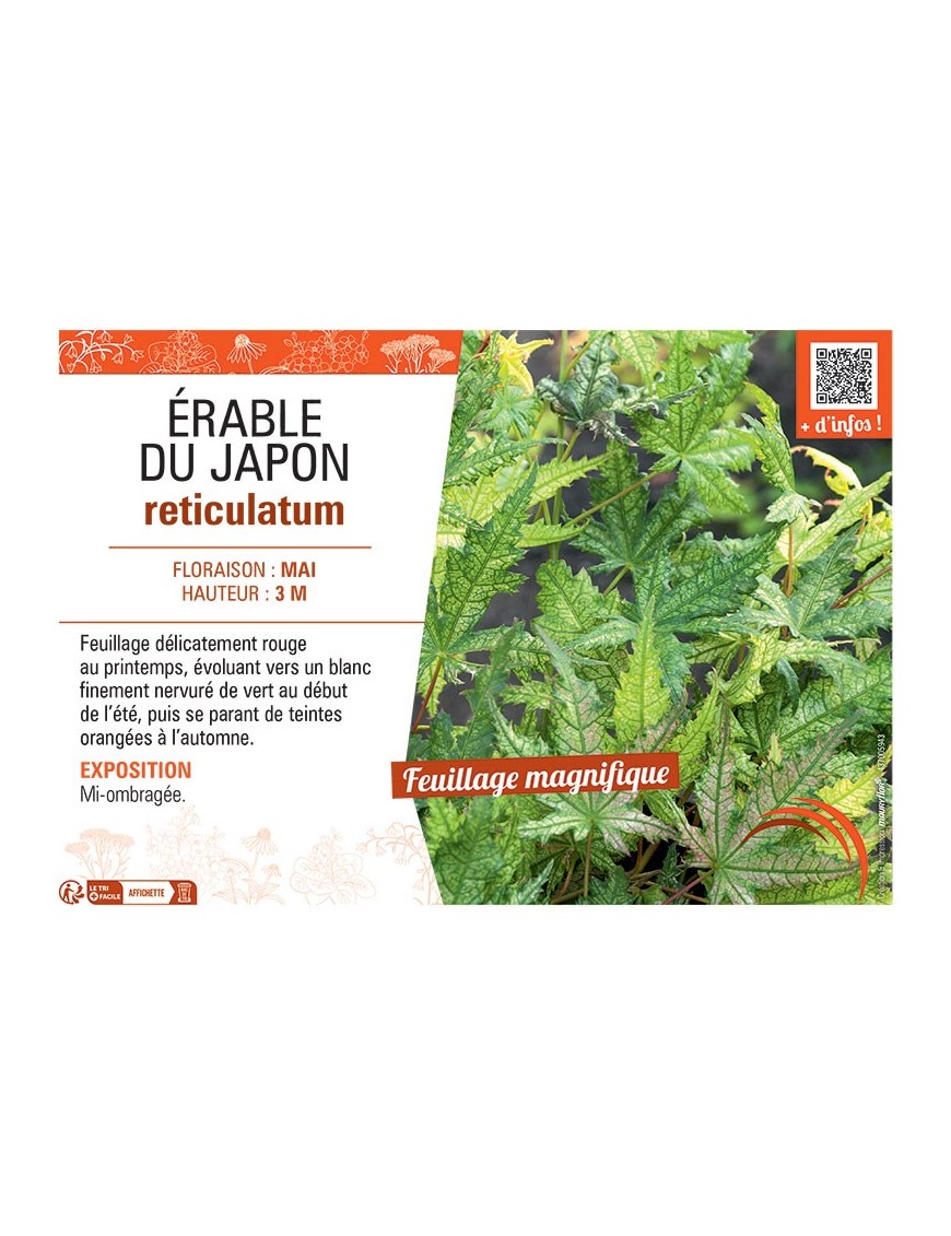ERABLE DU JAPON RETICULATUM