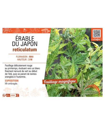 ERABLE DU JAPON RETICULATUM