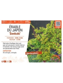 ERABLE DU JAPON SENKAKI