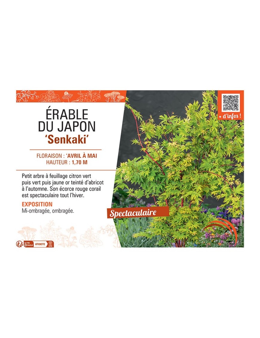 ERABLE DU JAPON SENKAKI