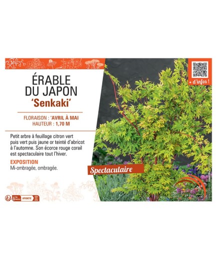 ERABLE DU JAPON SENKAKI