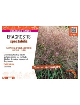 ERAGROSTIS SPECTABILIS