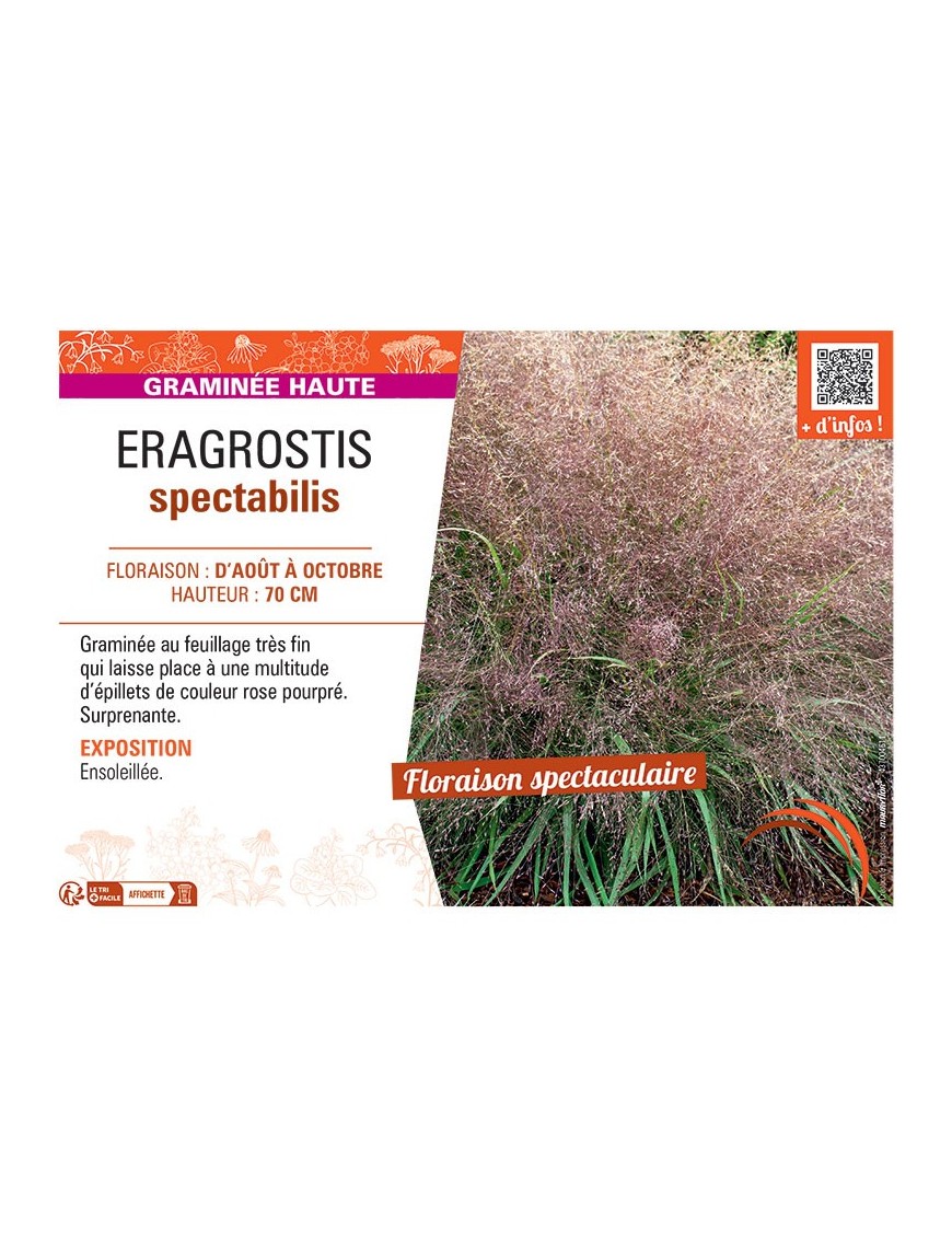 ERAGROSTIS SPECTABILIS