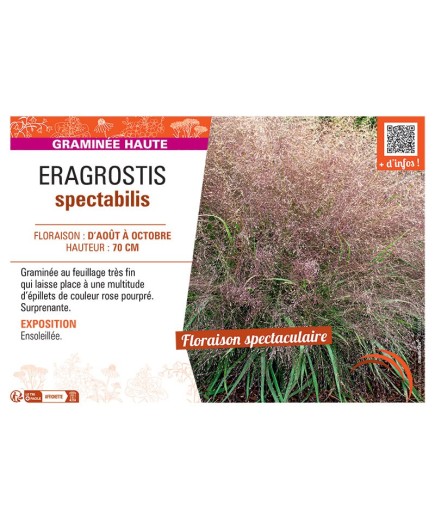 ERAGROSTIS SPECTABILIS
