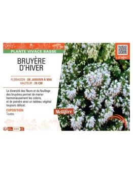Erica carnea BRUYERE D'hiver (Blanche)