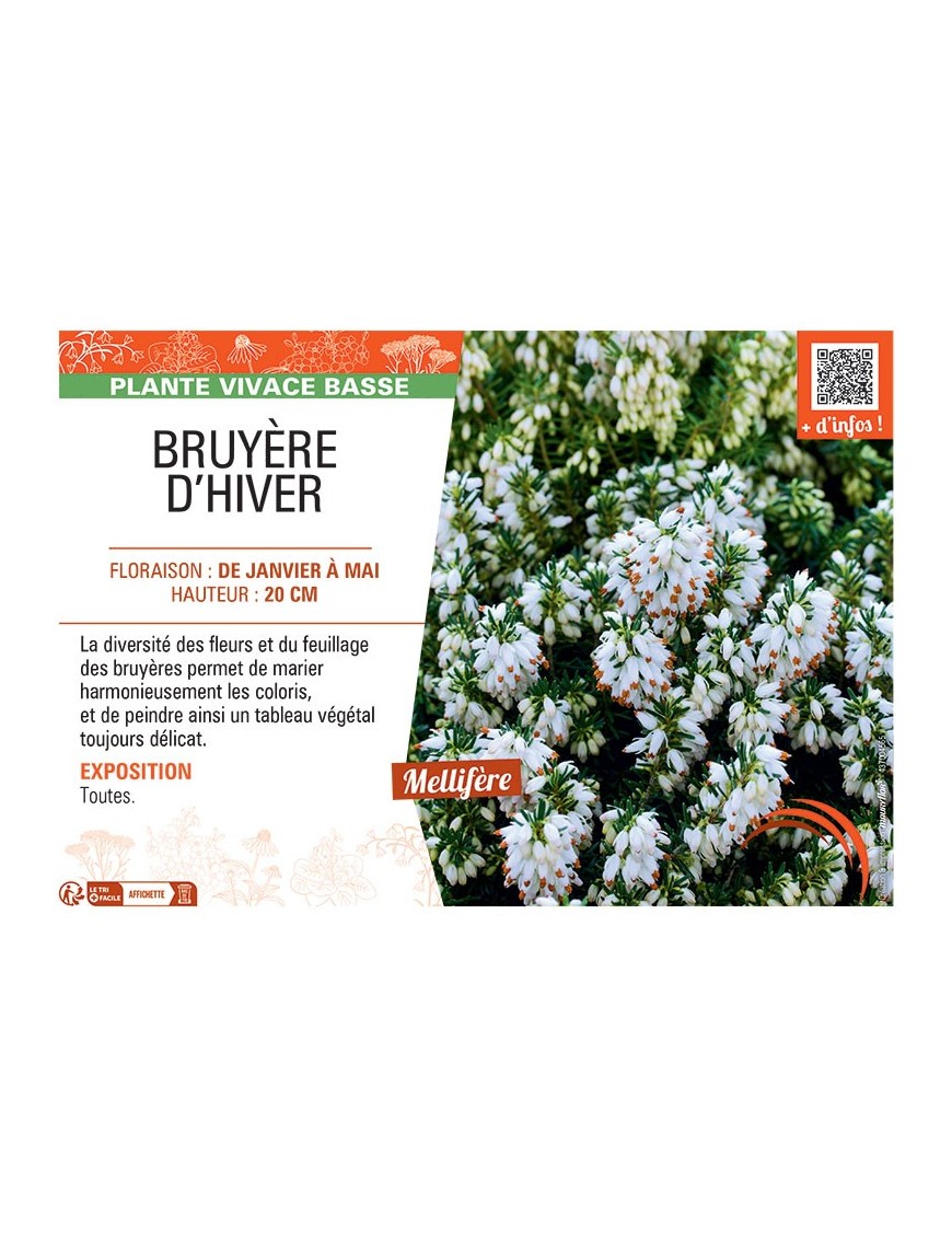 Erica carnea BRUYERE D'hiver (Blanche)