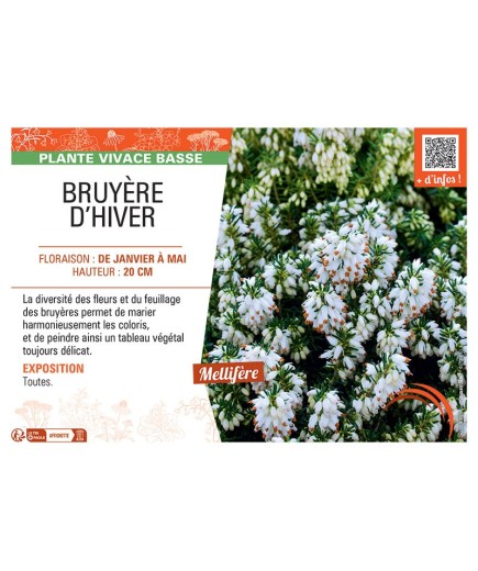 Erica carnea BRUYERE D'hiver (Blanche)