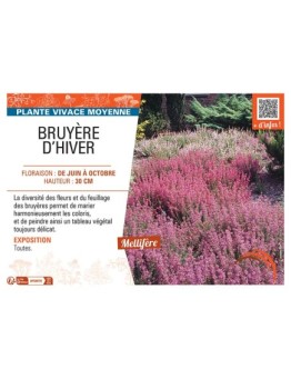 Erica carnea BRUYERE D'hiver (en mélange)
