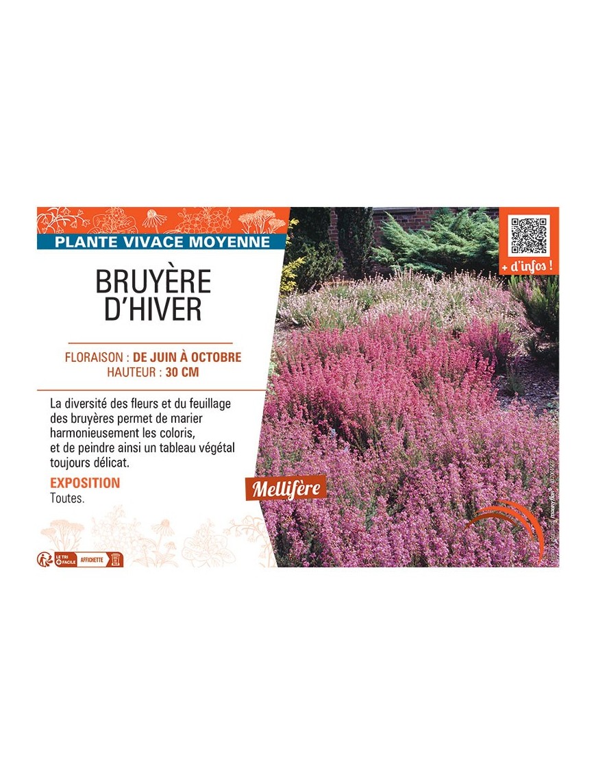 Erica carnea BRUYERE D'hiver (en mélange)