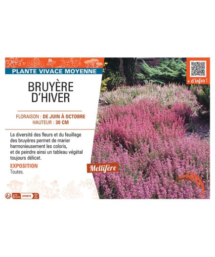 Erica carnea BRUYERE D'hiver (en mélange)