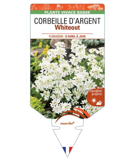 IBERIS sempervirens Whiteout voir Corbeille d'Argent