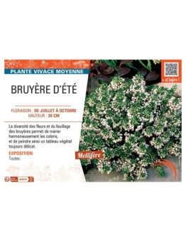 Erica vagans BRUYERE D'ÉTÉ (blanche)