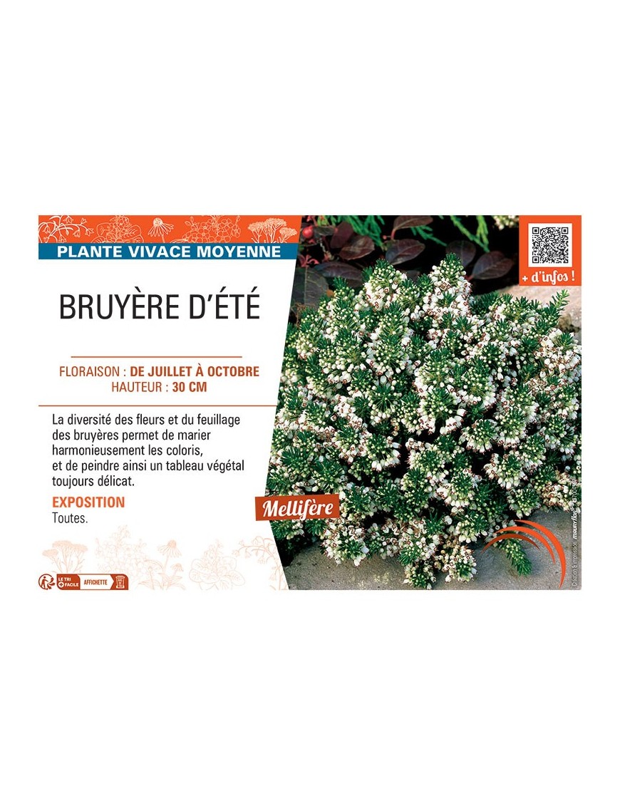 Erica vagans BRUYERE D'ÉTÉ (blanche)