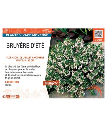Erica vagans BRUYERE D'ÉTÉ (blanche)